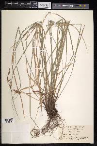 Carex nachiana image