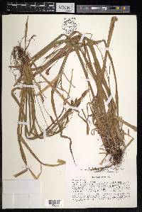 Carex pilosa image