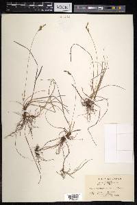 Carex nervata image