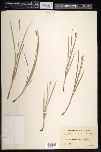 Carex accrescens image