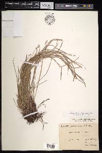 Carex pediformis image