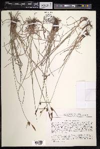 Carex tomentosa image