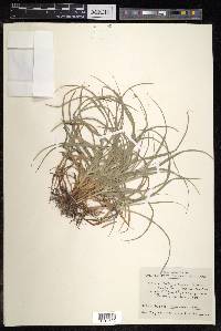 Carex satsumensis image