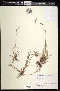 Carex pisiformis var. pisiformis image