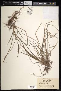 Carex pudica image