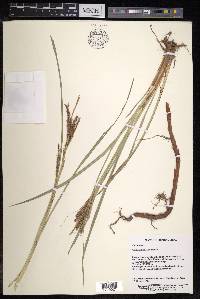 Carex nemostachys image