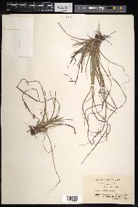 Carex pudica image