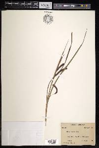 Carex phacota image