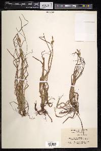 Carex verna image