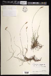 Carex setigera image