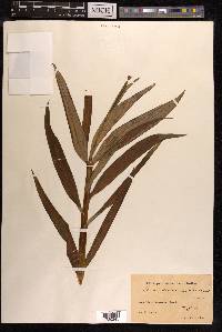 Lilium pensylvanicum image