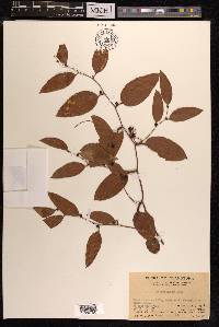 Smilax glabra image