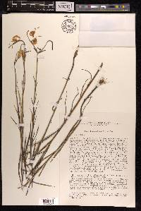 Lilium callosum image