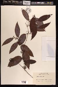 Smilax glabra image