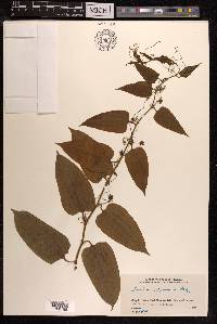 Smilax nipponica image