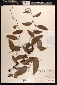 Smilax glabra image