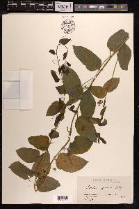 Smilax nipponica image