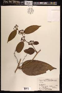 Smilax china image