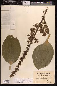 Veratrum album subsp. oxysepalum image