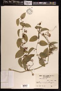 Smilax glabra image