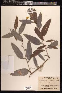 Smilax corbularia image