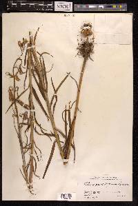 Lilium leichtlinii var. maximowiczii image