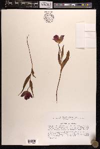 Tulipa suaveolens image