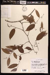 Smilax corbularia image