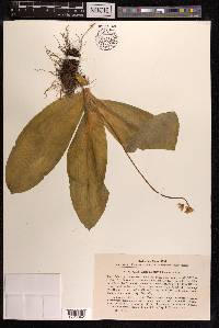 Clintonia udensis image