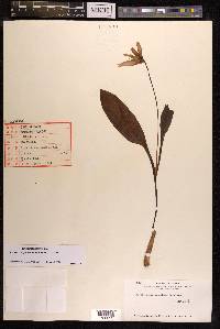 Erythronium japonicum image