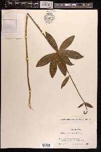 Lilium medeoloides image
