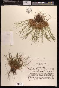 Juncus trifidus image