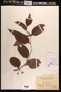 Smilax china image