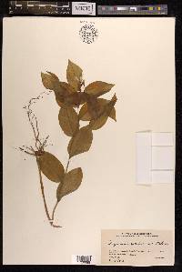 Disporum viridescens image