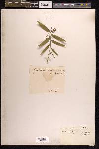 Geitonoplesium cymosum image