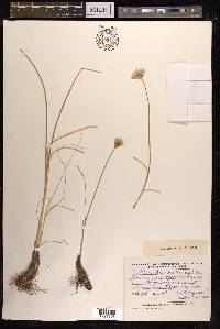 Allium barsczewskii image
