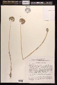 Allium caesium image