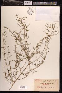 Asparagus cochinchinensis image