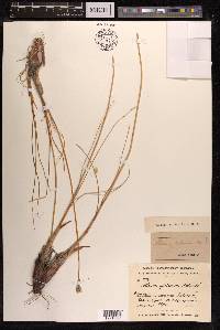 Allium saxatile image