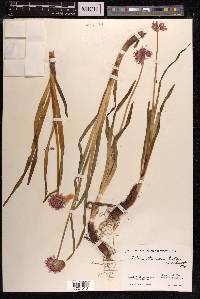 Allium carolinianum image