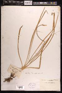 Anthericum liliago image