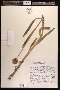 Allium platyspathum subsp. amblyophyllum image