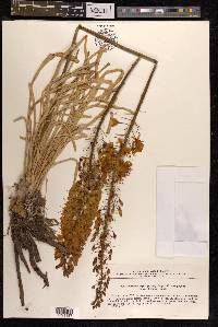 Eremurus olgae image
