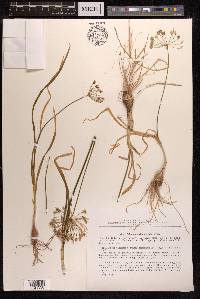 Allium dolichomischum image