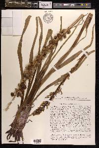 Eremurus inderiensis image