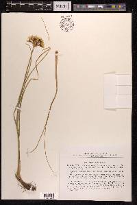 Allium lutescens image