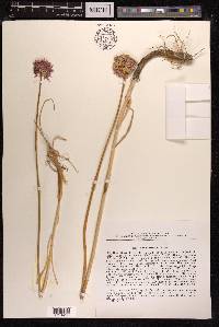 Allium strictum image