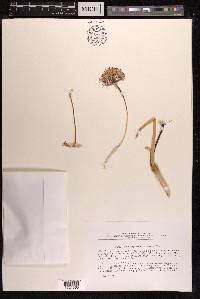 Allium gypsaceum image