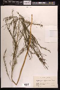 Asparagus oligoclonos image