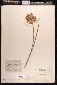 Allium paniculatum image